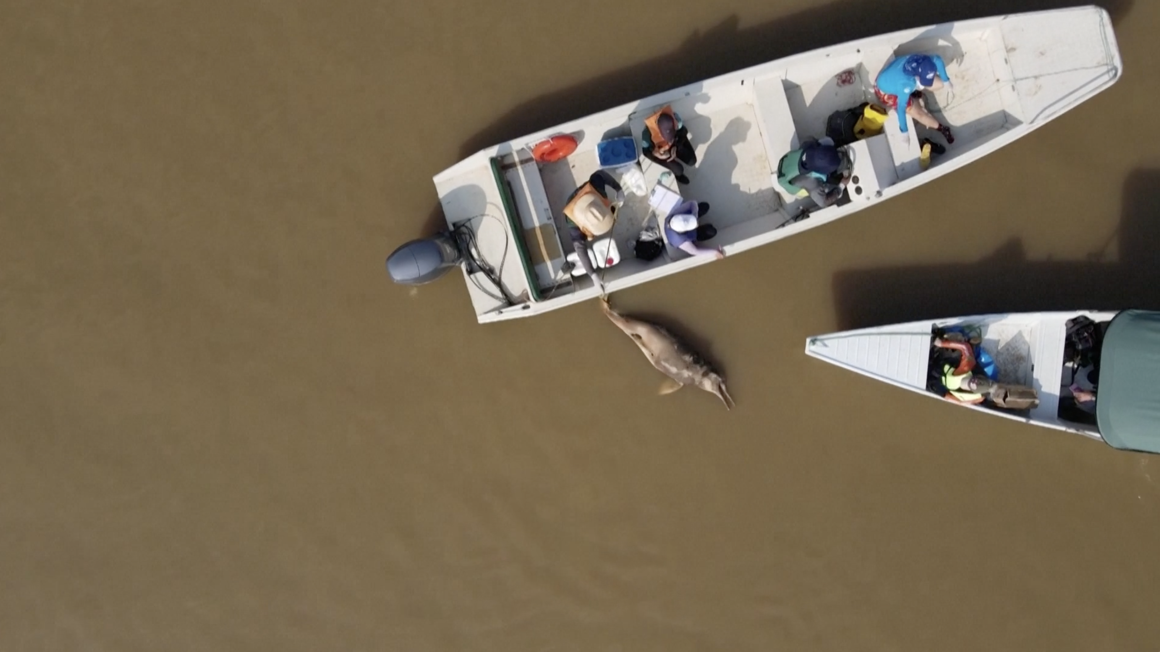 Researchers from the Mamiraua Institute for Sustainable Development retrieve the dead river dolphin from the Tefe Lake, Amazonas state, Brazil, October 3, 2023. /Reuters