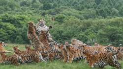 The Bengal Tiger: One of the biggest wild cats alive today - CGTN