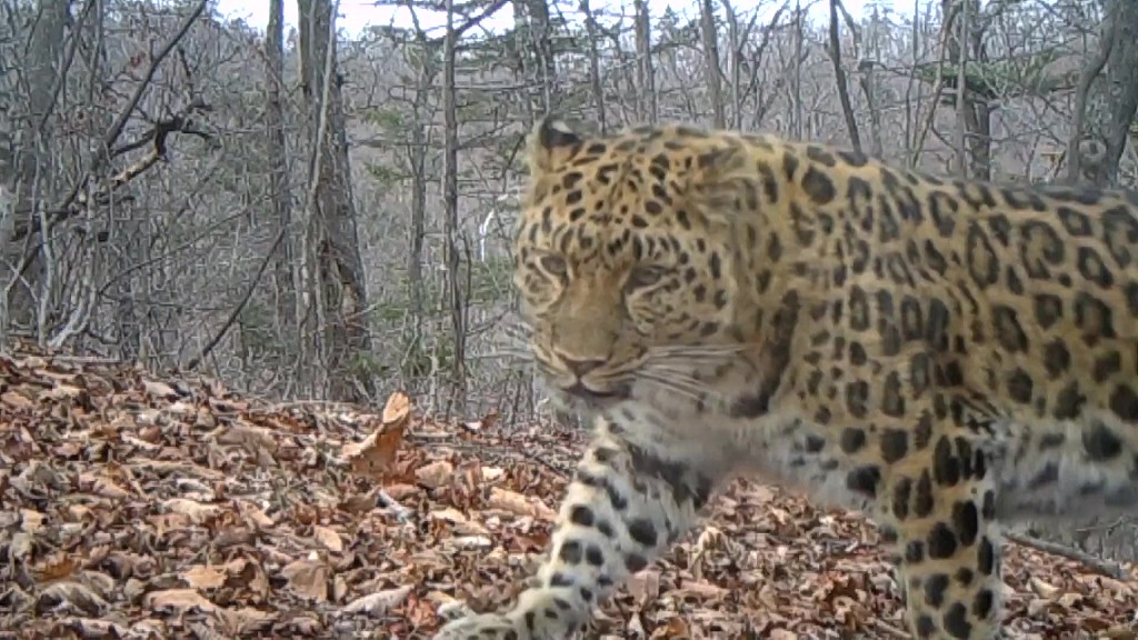 A wild leopard passes a camera set at the Northeast China Tiger and Leopard National Park. /CFP