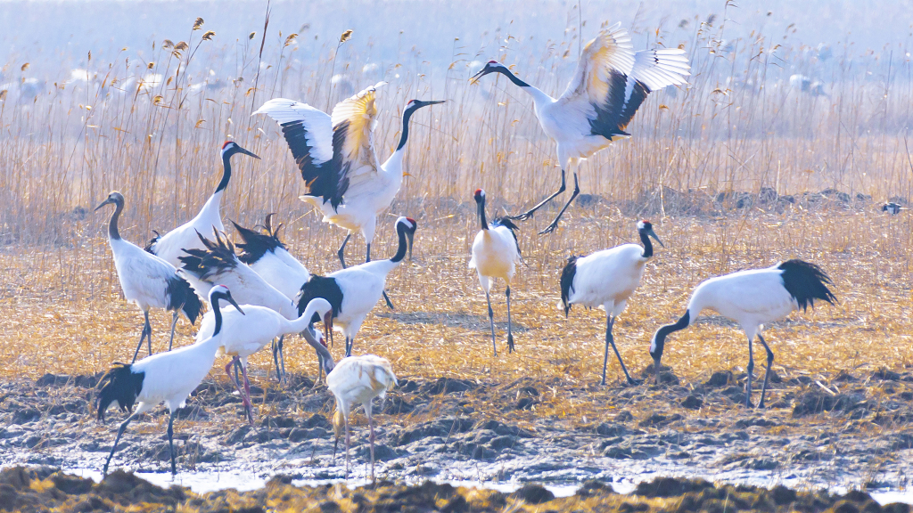 Dancing red-crowned cranes in east China