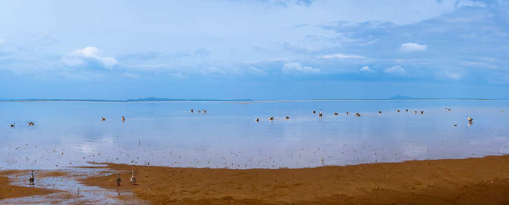 A mudflat at Poyang Lake. /CFP