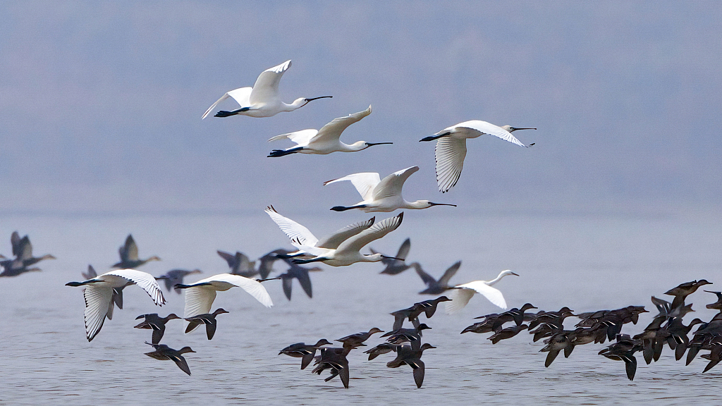 Flocks of migratory birds, including white spoonbills, in the wetlands of Poyang Lake, Hukou County of Jiujiang City in east China's Jiangxi Province, October 26, 2023. /CFP