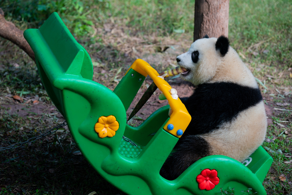 A giant panda plays with enrichment toys at Chongqing Zoo in southwest China, October 29, 2023. /CFP