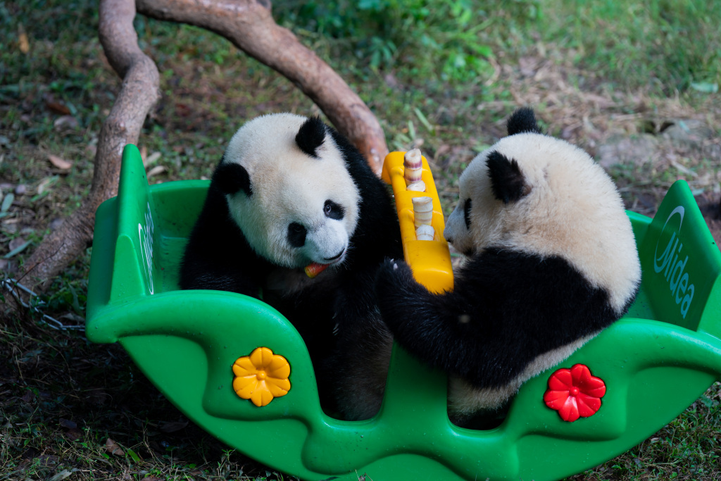 Giant pandas play with enrichment toys at Chongqing Zoo in southwest China, October 29, 2023. /CFP