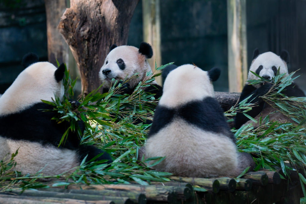 Giant pandas eat bamboo stalks at Chongqing Zoo in southwest China, October 29, 2023. /CFP