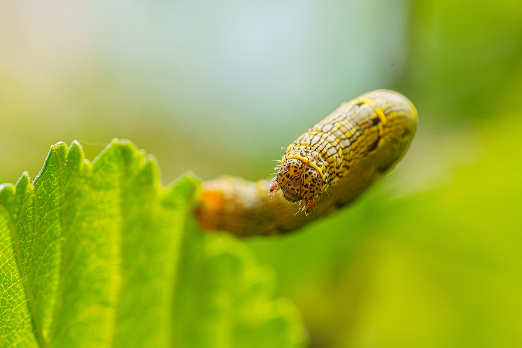 The fall armyworm is an insect that can cause significant damage to crops, especially maize. /CFP