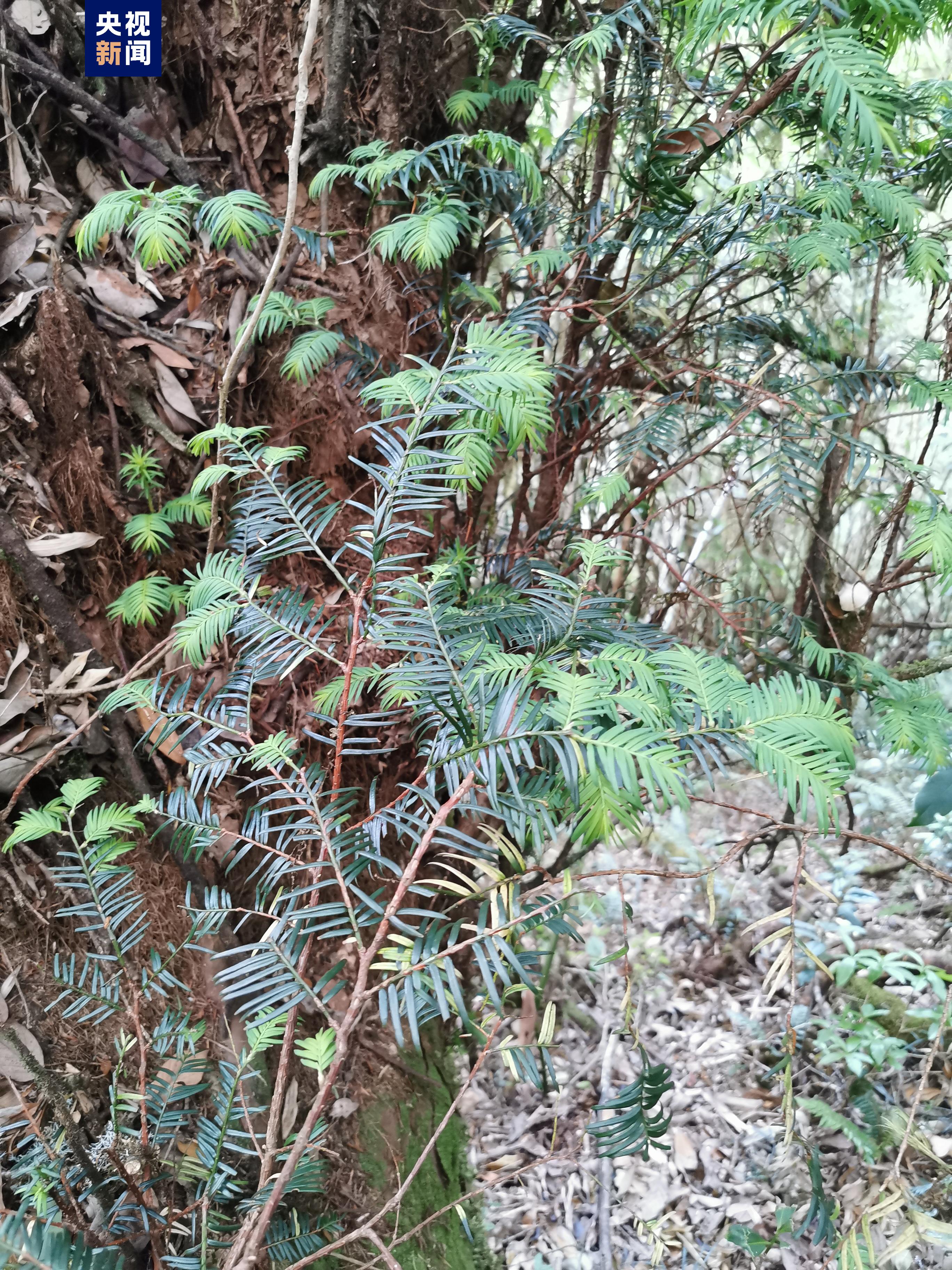 Closeup of the Himalayan yew's leaves and branches. /CMG