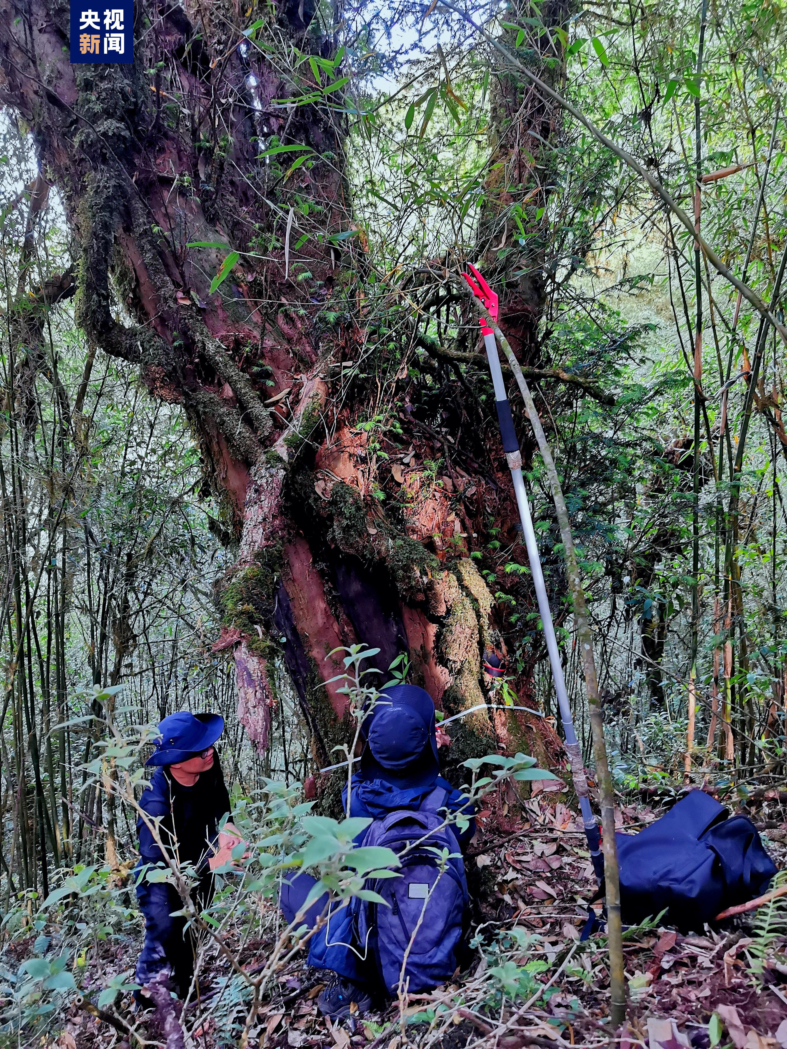 Researchers measure the Himalayan yew. /CMG