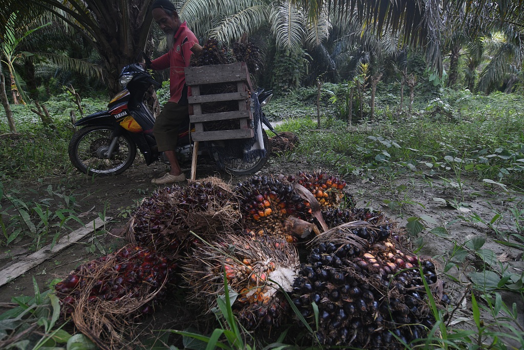 A farmer with his palm fruit harvest in Tibo Village, Donggala Regency, Central Sulawesi Province, Indonesia, September 10, 2023. /CFP
