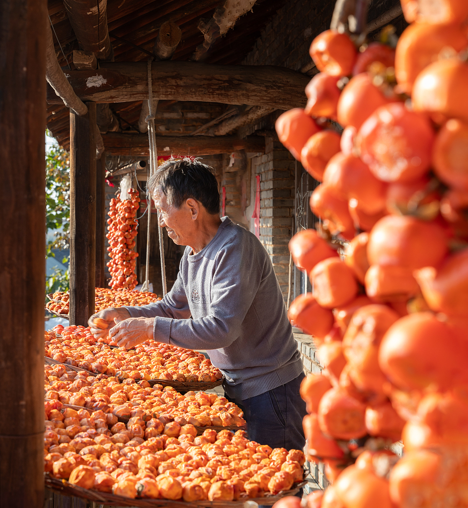 A photo shows a farmer drying persimmons in Jincheng, Shanxi Province. /CFP