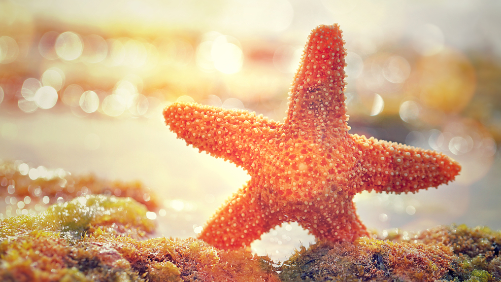 Closeup of a starfish. /CFP