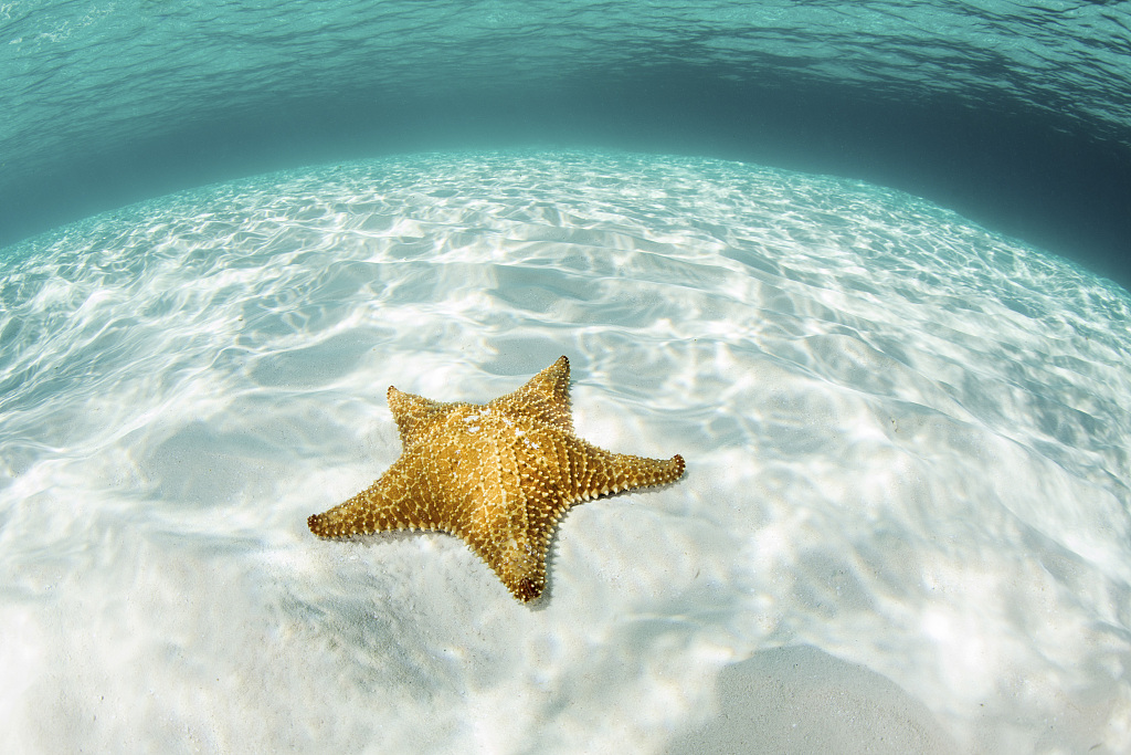 Starfish will transform from a bilateral body structure to a five-point star-shaped structure when it gets mature. /CFP