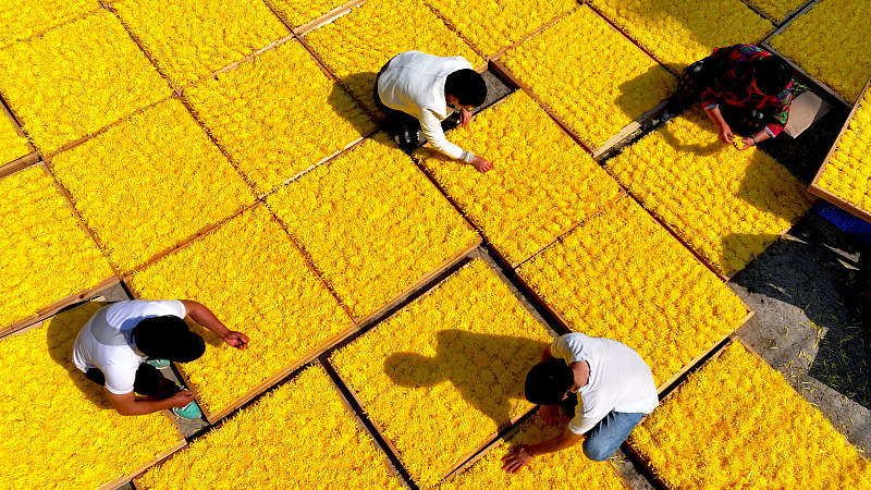 Farmers picking chrysanthemums at Bozhou City, Anhui Province, east China, October 30, 2023. /CFP