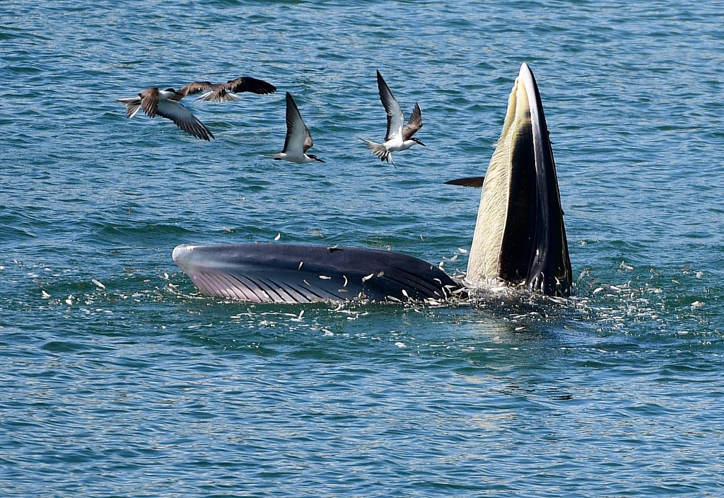 A Bryde's whale spotted near southern China's Shenzhen City in July 2021. /CFP
