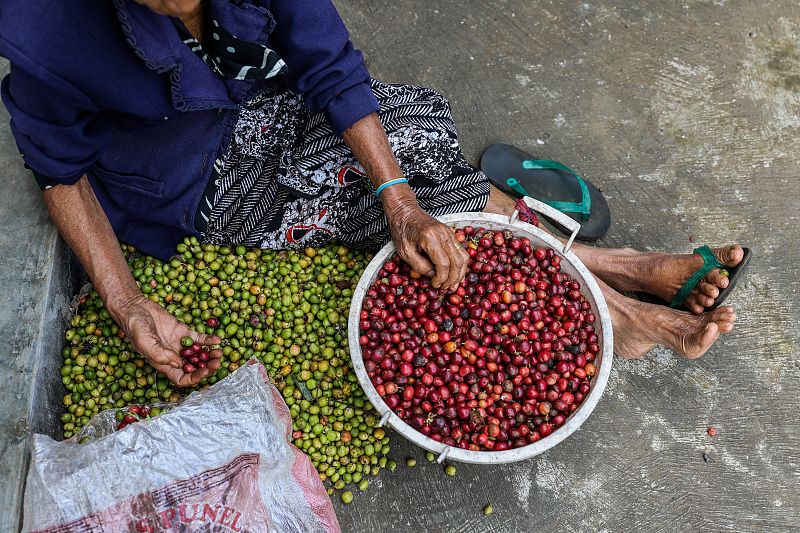 A worker arranges harvested coffee cherries at a plantation in Banyuwangi, East Java province, Indonesia, August 5, 2023. /CFP