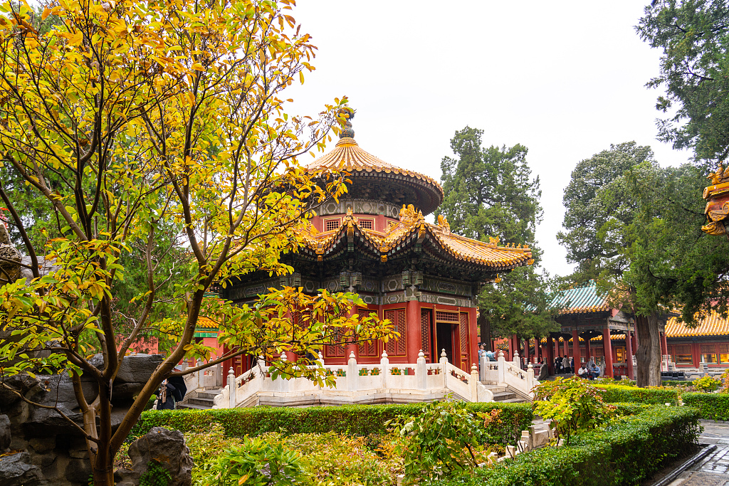 A photo taken on November 5, 2023, shows an autumn scene of the Imperial Garden at the Palace Museum in the rain. /CFP