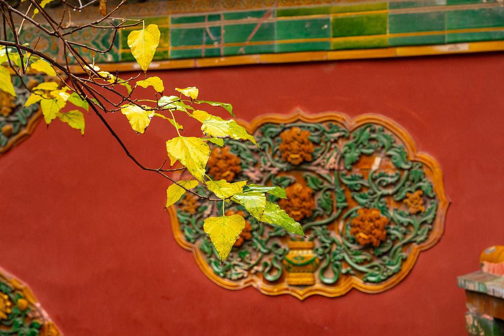 A photo taken on November 5, 2023, shows the leaves of a branch dotting a red wall in the Imperial Garden in the Palace Museum in Beijing. /CFP
