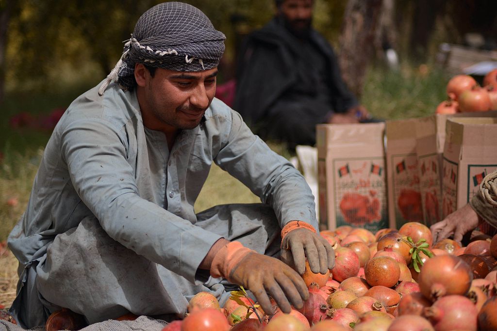 A file photo shows Afghan workers packing pomegranates at a plantation on the outskirts of Kandahar, Afghanistan. /CFP