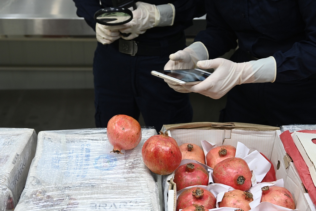 A photo taken on November 2, 2023, shows pomegranates from Afghanistan being checked at China customs in Shanghai, China. /CFP