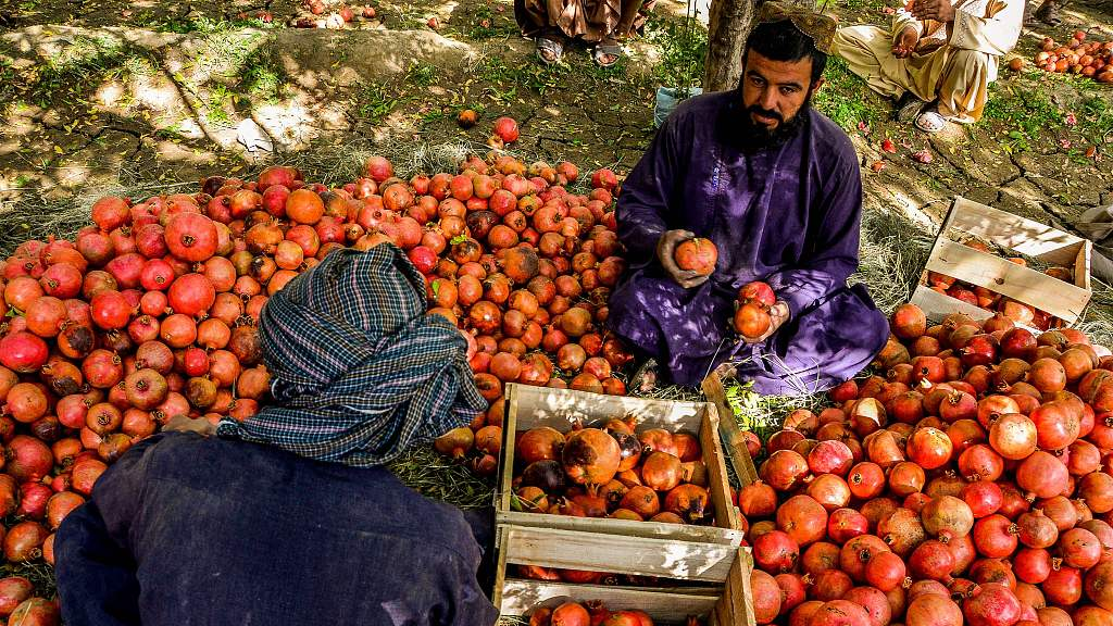 A file photo shows Afghan workers packing pomegranates at a plantation on the outskirts of Kandahar, Afghanistan. /CFP