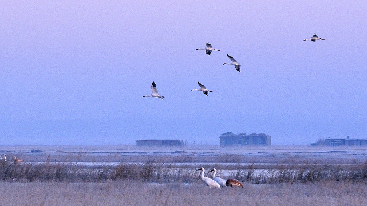 China, Russia join efforts to protect bird migration routes - CGTN