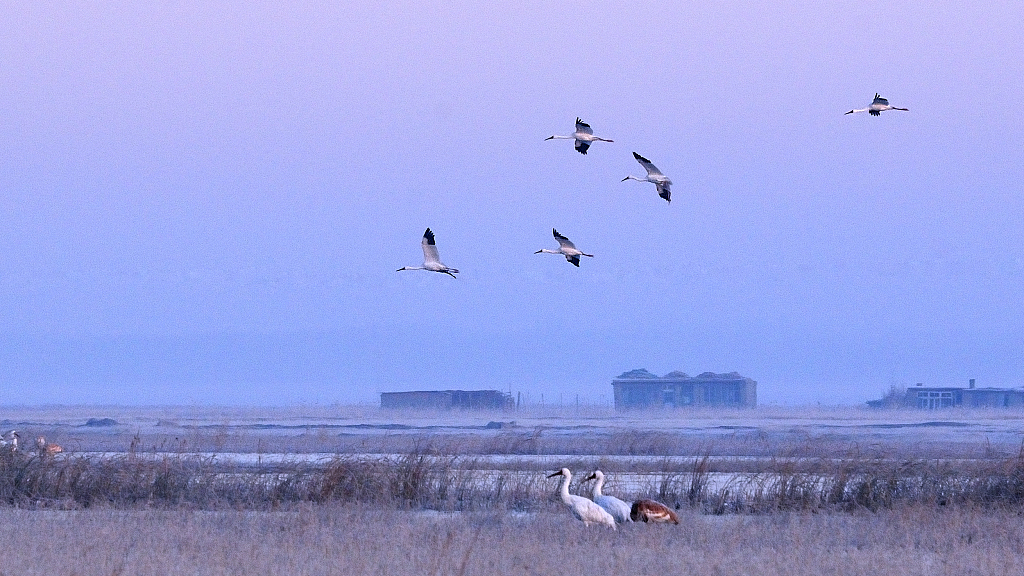 Momoge Nature Reserve and the migratory birds in twilight. /CFP