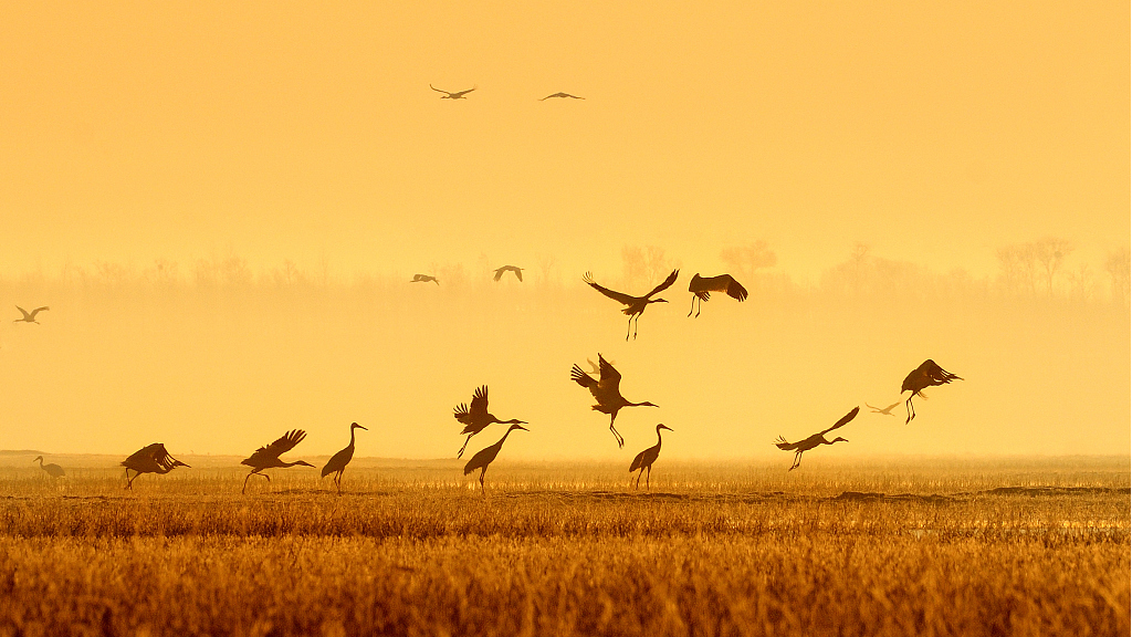 Cranes thrive in Momoge National Nature Reserve in Baicheng City, Zhenlai County of northeast China's Jilin Province. /CFP