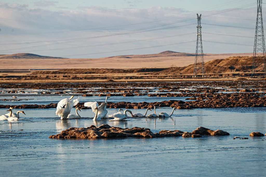 Whooper swan is a type of migratory bird that habits in Chagan Lake National Nature Reserve during winter. /CFP