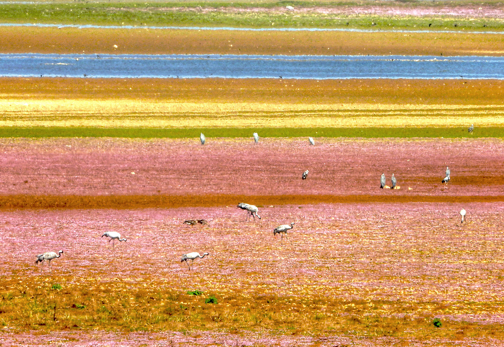 Poyang Lake in east China's Jiangxi Province is an important habitat for migratory birds. /CFP