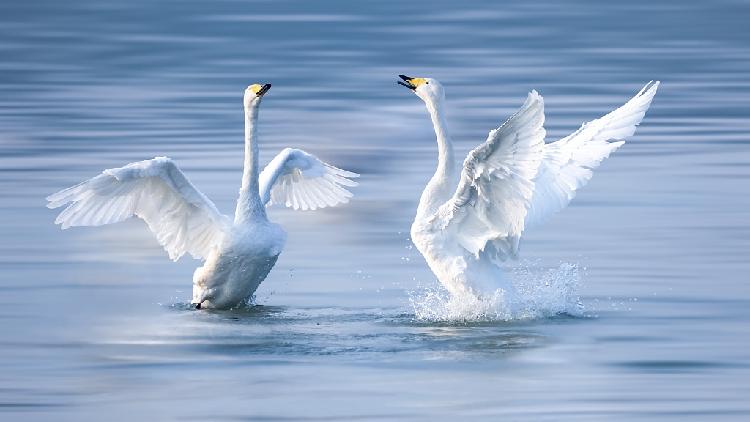 Swan sanctuary welcomes feathered visitors for wintering - CGTN