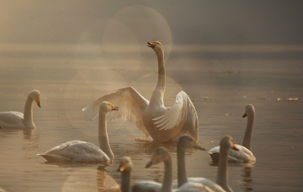 Sanmenxia issued China's first local regulation on the protection of swans in 2017. /CFP