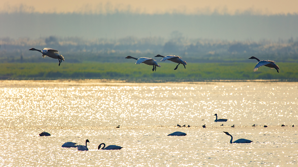 Migratory birds in Dongting Lake wetlands. /CFP