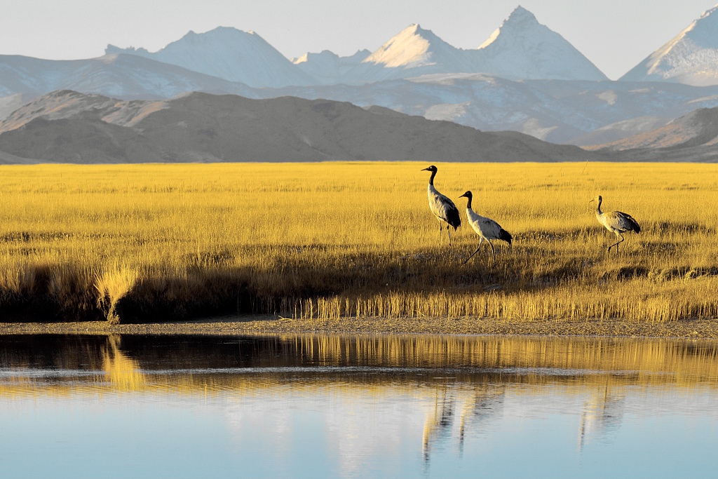 Black-necked cranes in southwest China's Xizang Autonomous Region. /CFP