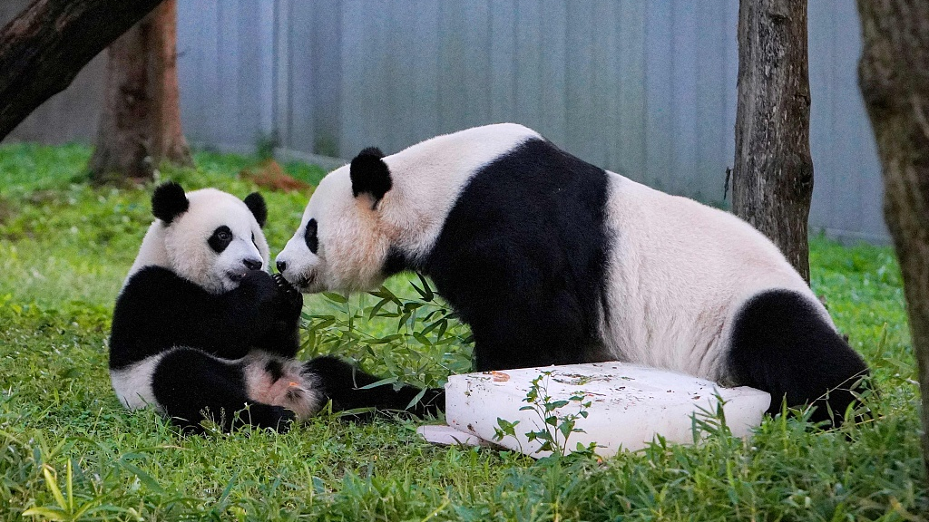 This file photo shows Xiao Qi Ji (right) celebrating his first birthday with his mother Mei Xiang at the National Zoo in Washington, D.C. on August 21, 2021. /CFP