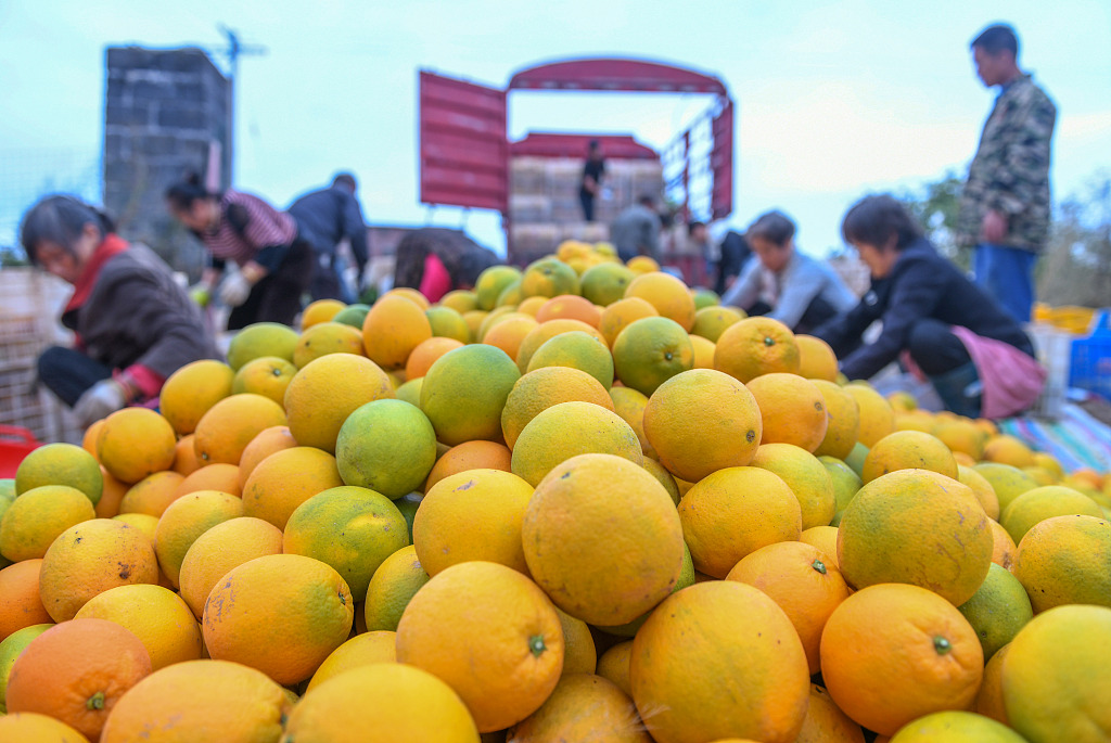 On November 10, 2023 in Daoxian County, Hunan Province, villagers are picking navel oranges. The orchards present a picture of a bountiful harvest. /CFP
