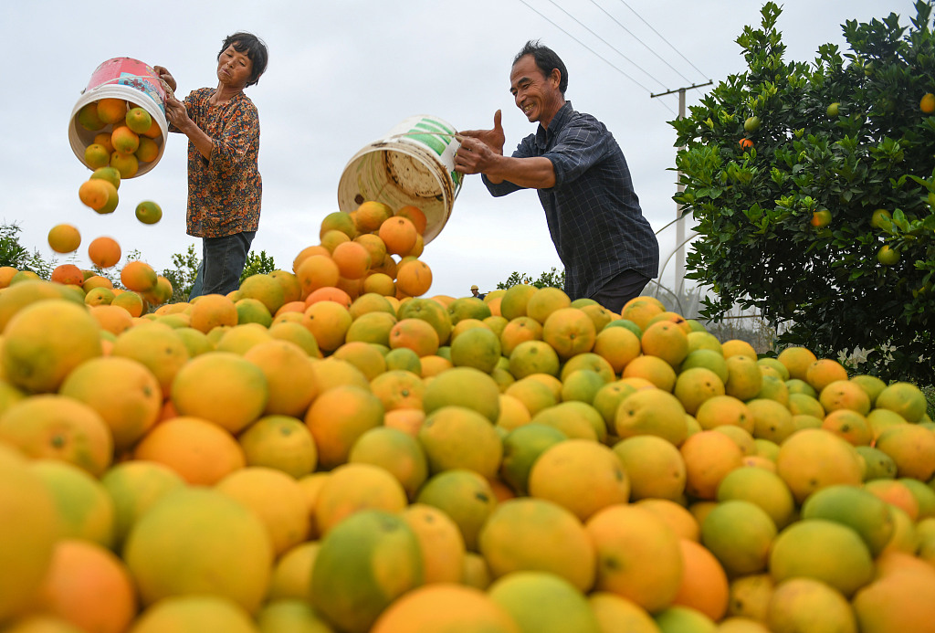 On November 10, 2023 in Daoxian County, Hunan Province, villagers are picking navel oranges. The orchards present a picture of a bountiful harvest. /CFP