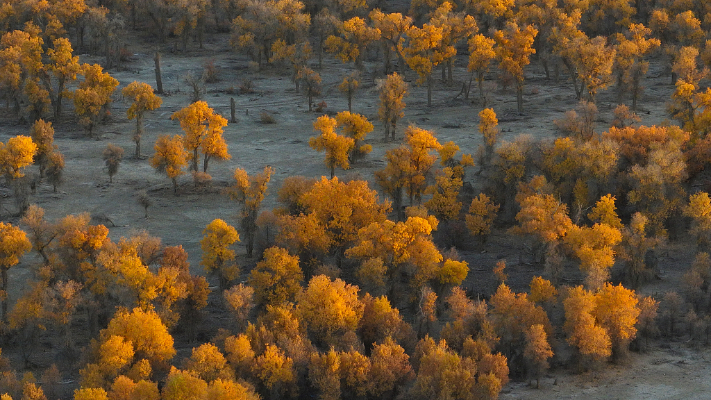 A photo taken on October 28, 2023 shows the desert poplar trees that have turned golden colors on the banks of the Tarim River in Shaya County of Aksu Prefecture, northwest China's Xinjiang Uygur Autonomous Region. /CFP
