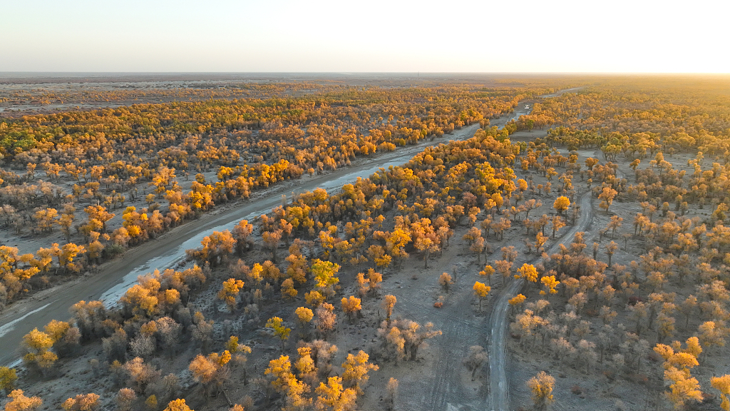 A photo taken on October 28, 2023 shows the desert poplar trees that have turned golden colors on the banks of the Tarim River in Shaya County of Aksu Prefecture, northwest China's Xinjiang Uygur Autonomous Region. /CFP