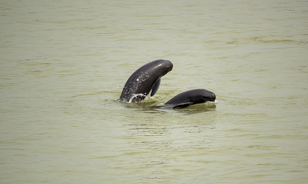 Two Yangtze finless porpoises swim in the waters of Yichang City in central China's Hubei Province. /CFP