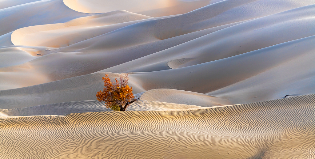 Desert poplar in the Taklimakan Desert of Xinjiang Uygur Autonomous Region. /CFP