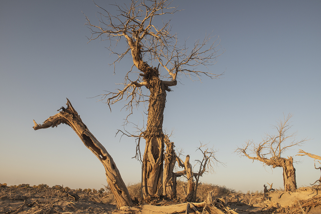 Dead desert poplar. /CFP
