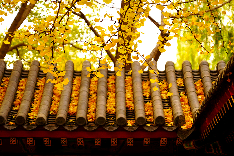 Golden ginkgo trees adorn Zhongshan Park in Beijing, in this photo taken on November 10, 2023. /CFP