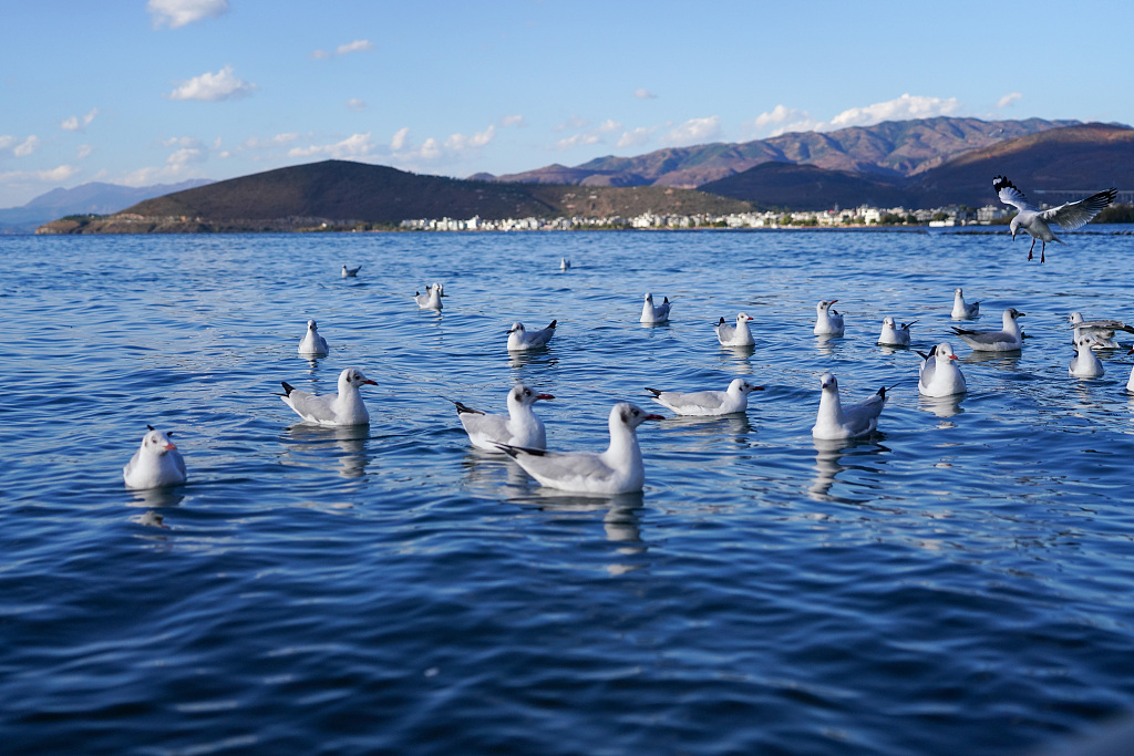 Black-headed gulls in Dianchi Lake of Kunming City, southwest China's Yunnan Province on November 14, 2023. /CFP