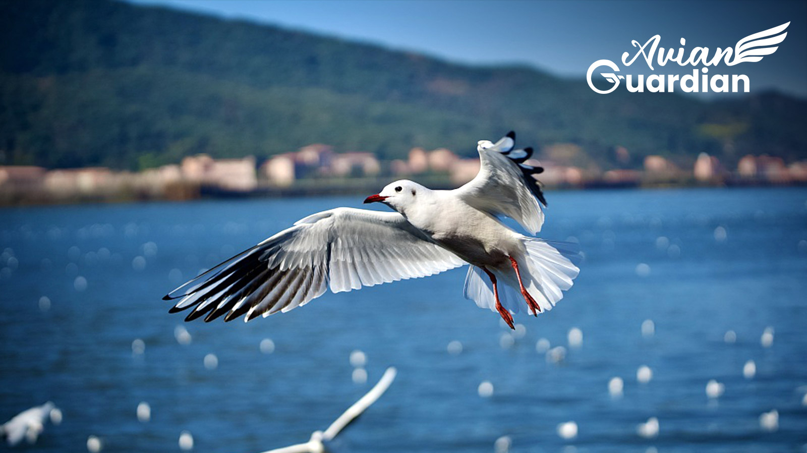 Avian Guardian: Welcome back to Kunming, black-headed gulls