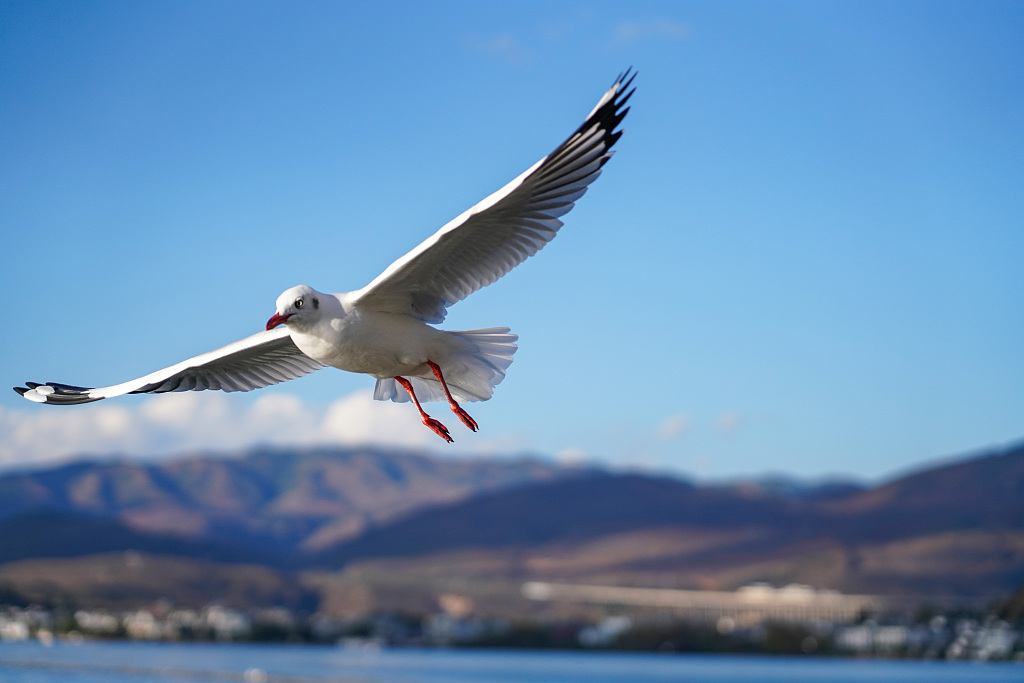 Closeup of a black-headed gull in Dianchi Lake of Kunming City, southwest China's Yunnan Province on November 14, 2023. /CFP
