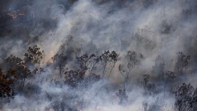 California wildfire destroying rainforest, threatening fragile species ...