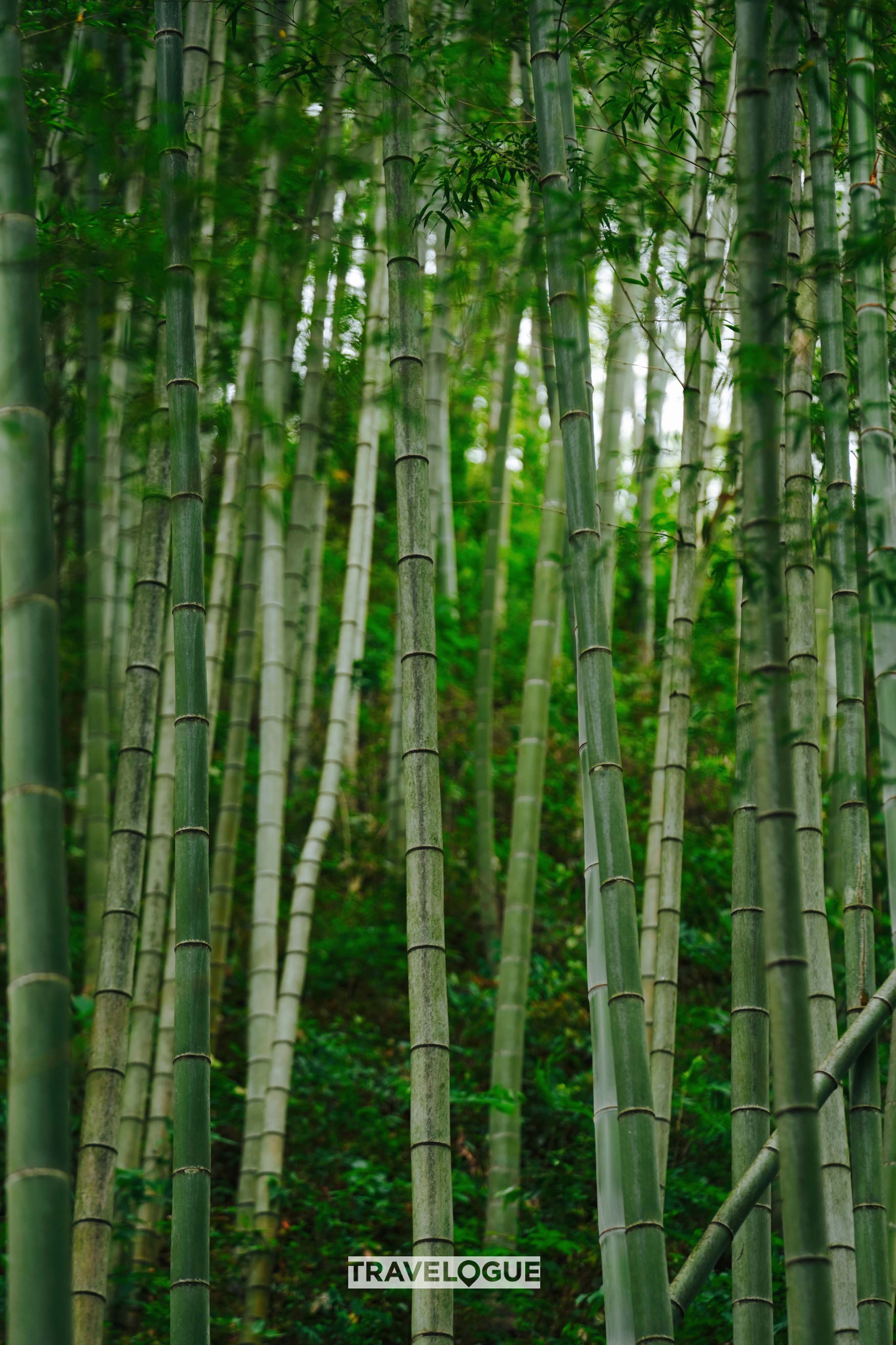An undated photo shows a view of the Mukeng Bamboo Forest located in Huangshan, Anhui Province. /CGTN