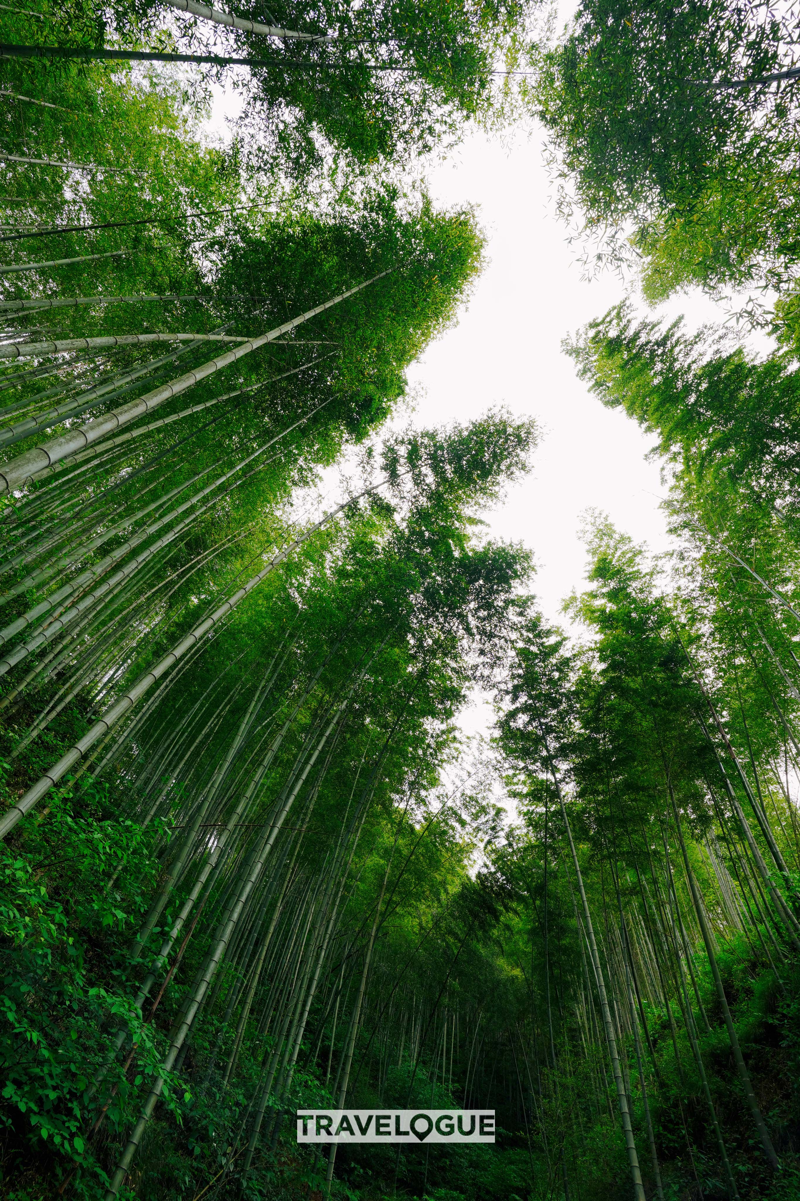 An undated photo shows a view of the Mukeng Bamboo Forest located in Huangshan, Anhui Province. /CGTN