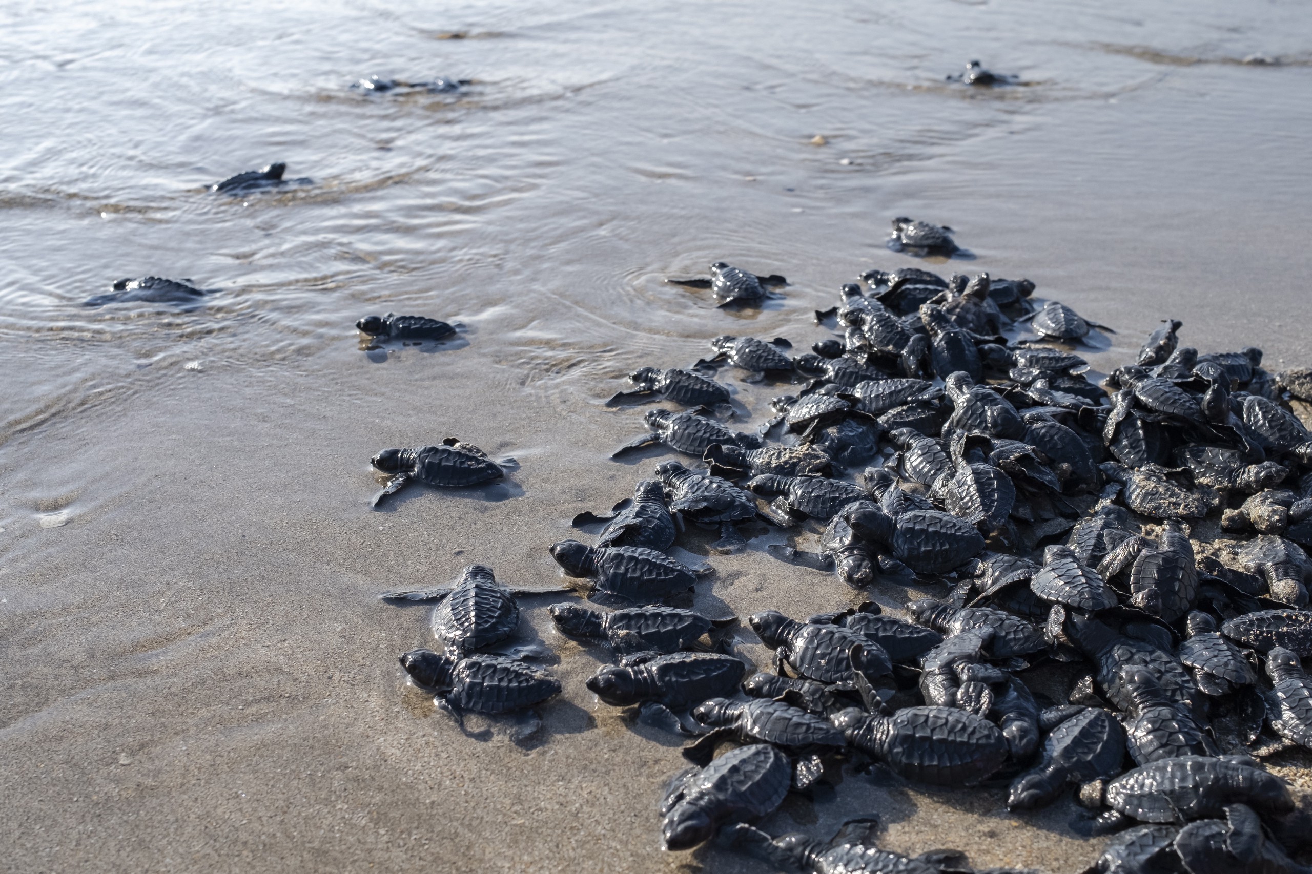 Newly hatched sea turtles crawl towards the sea on the Indonesian island of Bali on August 29, 2023. /IC