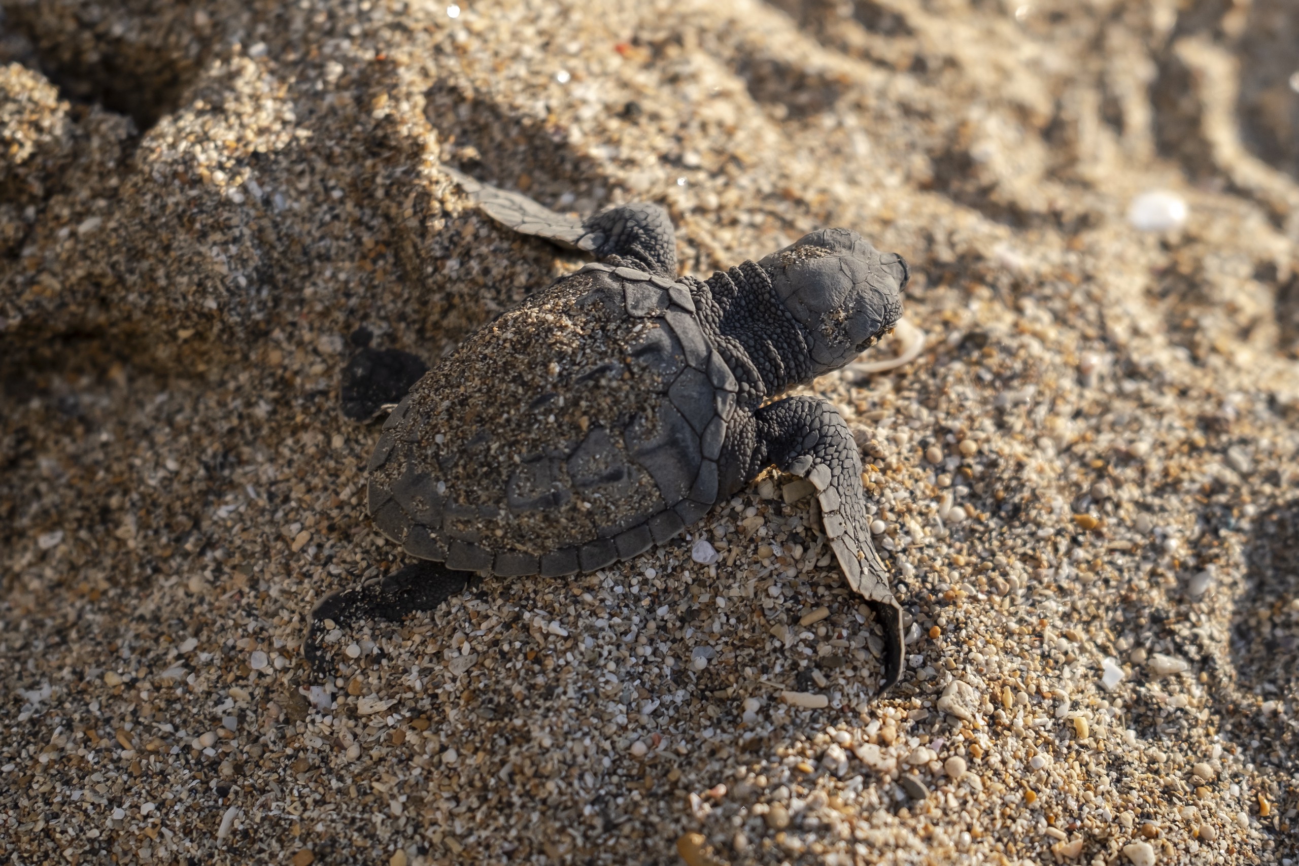 A baby sea turtle crawls towards the sea on the Indonesian island of Bali on August 29, 2023. /IC